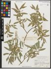 Foto von Salix pycnostachya Andersson